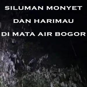 Misteri Misteri Siluman Monyet dan Harimau di Mata Air Bogor