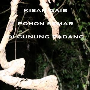 Misteri Misteri Kisah Gaib Pohon Semar di Gunung Padang